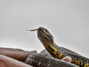 سم الأفعى يكافح الشيخوخة ويمنع التجاعيد العميقة

