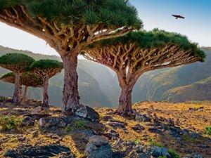 الامارات تبرر وجود قواتها في جزيرة سقطرى اليمنية 