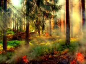 "I know a bank where the wild thyme blows." -A Midsummer Night's Dream (Wikipedia) 