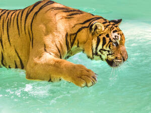Five tigers were captured on video having a swim near the Burj al-Arab in Dubai. (Shutterstock)