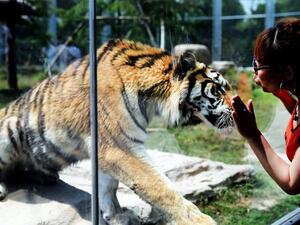 A visitor in Shanghai looks at a tiger in a glass enclosure. (AFP/File)