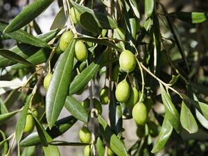 Tunisia took the leading position in the competition which evaluated 910 extra virgin olive oils from 27 countries. (File photo)