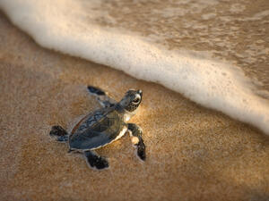 Baby turtles rapidly move toward the sea after hatching, otherwise they lose their navigation skills. (Shutterstock)