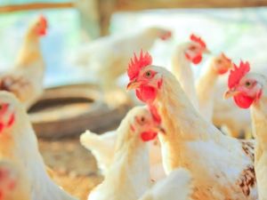 Who fine is your feathered friend? Saudi farmers will decide this Friday in Riyadh's chicken beauty pageant (Shutterstock) 