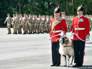 ترقية خروف الى رتبة رقيب في الجيش البريطاني