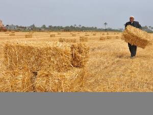 Wide areas of the north and east – where much of Syria’s grain is grown and its oil is extracted – have been seized by the hard-line ISIS  group.