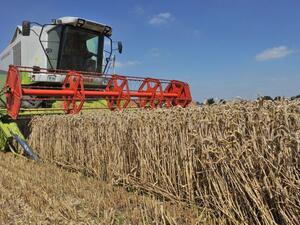 Iran expects to export 1 million tonnes of surplus wheat and its products this year. (AFP/ File)