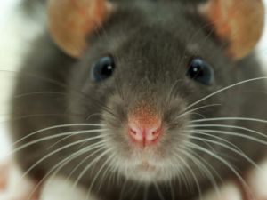 Traps are being set and the village is still searching for the killer mouse. [artsonline]