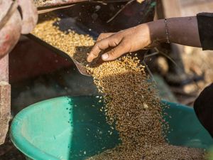 Egypt-UAE loan deal to finance wheat purchases