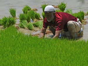 Cereal shortage in India threatens higher inflation