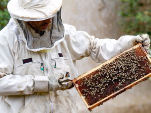 Jordan’s honey makers find fortune in COVID, post-pandemic demand