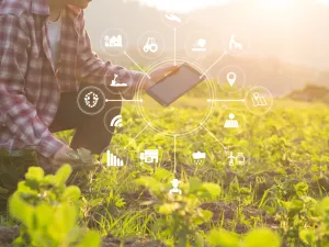 UAE: Agricultural Company Uses High-Tech to Achieve Food Security