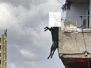 توقيف لبناني طعن كلبا وشنقه على شرفة منزل في طرابلس