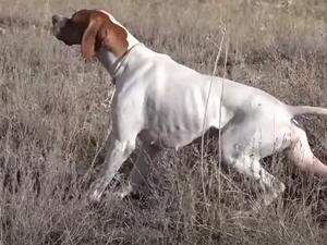 كلب يقتل صيادا اميركيا بالرصاص