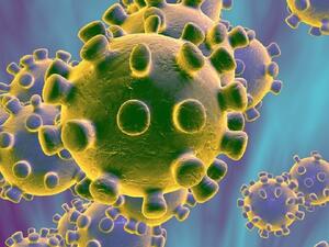 لانجيا هنيبا