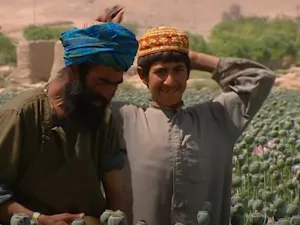 ازدهار زراعة الأفيون في أفغانستان تحت حكم طالبان