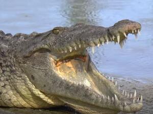 العثور على طفل في فم تمساح بعد مقتل أمه طعنا في فلوريدا