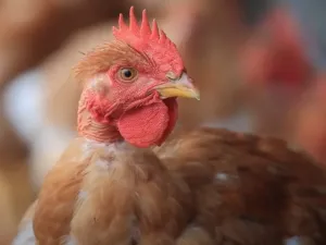 موجة انفلونزا طيور مدمرة تجتاح اوروبا
