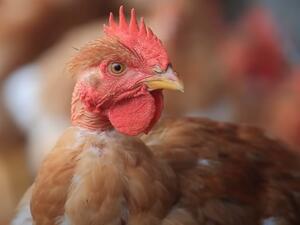 موجة انفلونزا طيور مدمرة تجتاح اوروبا