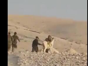 القوات الإسرائيلية تعتقل حمارا قرب الخليل 