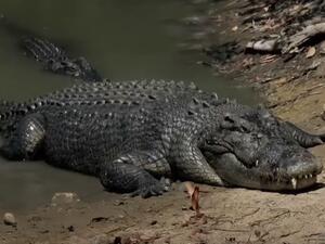 استراليا.. العثور على رفات ستيني في بطني تمساحين