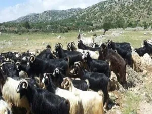 ارشيف