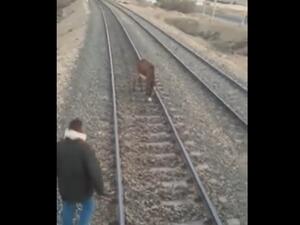 حمار يكاد يتسبب بكارثة قطارات جديدة بمصر