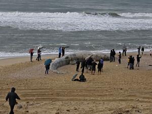 حوت نافق جنح على احد الشواطئ ويشتبه في ان يكون القطران سببا في القضاء عليه