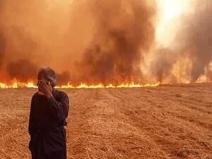 تتنافس السلطات الكردية ودمشق على شراء محصول القمح في شمال شرق البلاد.