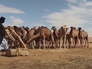 13 قتيلا بهجوم لجهاديين في مالي