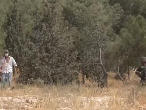 مستوطنون يطلقون النار على أطفال فلسطينيين ويتلفون عشرات الاشجار بالضفة