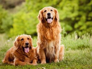 Are You a Dog-Sitter? Now You Have the Opportunity to Get Paid $40,000 to Do So