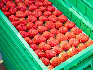 Gaza Exports First Ever Shipment of Strawberries to UK