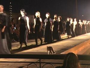 Cheeky cat gatecrashes Dior runway (Twitter)