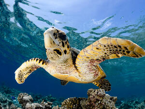 Hawksbill sea turtles (Shutterstock)	
