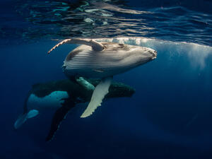 Humpback Whale and Baby (Shutterstock)	