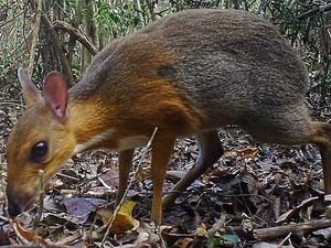 الغزال الفأر 