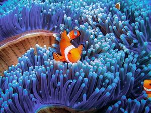 سمكة المهرج