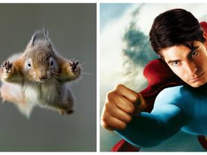 سوبر سنجاب - سوبرمان