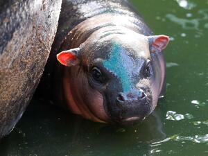 فرس النهر القزم