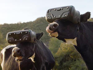 نظارات الواقع الافتراضي تصل لعيون الأبقار