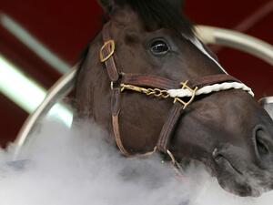 دبي تعالج الخيول بتقنية البخار لتبريدها وتحسين أدائها دبي تعالج الخيول بتقنية البخار لتبريدها وتحسين أدائها