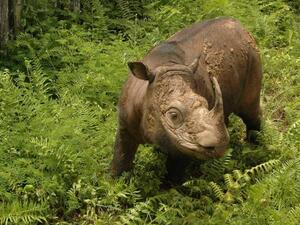 آخر أنثى وحيد قرن سومطري 