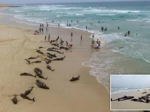 نفوق أكثر من 100 حوت على شاطئ في الرأس الأخضر