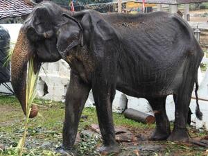 الفيل العجوزة تيكيري