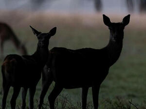 زومبي الغزلان