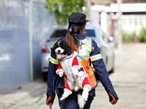 الكلبة (مازدا) مُعلقة بهدوء على ظهر عاملة النظافة "تيتيرات كيوارام" الكلبة (مازدا) مُعلقة بهدوء على ظهر عاملة النظافة "تيتيرات كيوارام"