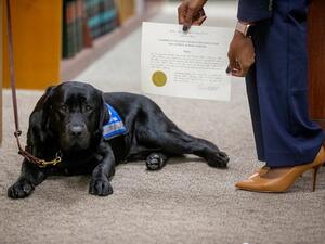 الكلبة "هاتي"