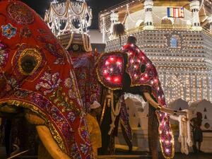 أفيال غاضبة تحوّل مهرجانًا بوذيًا إلى بحر دماء