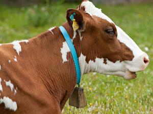 تعبيرية تعبيرية